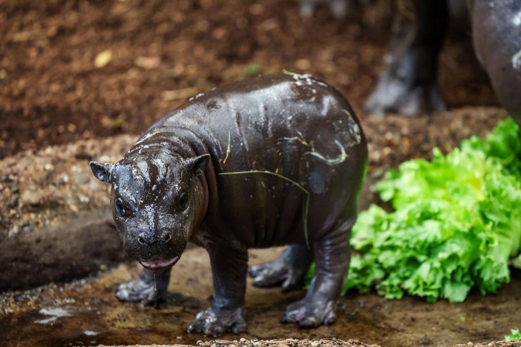 Nachwuchs im Duisburger Zoo: Zwergflusspferd Panya zeigt sich erstmals den Besuchern. - Foto: Christoph Reichwein/dpa