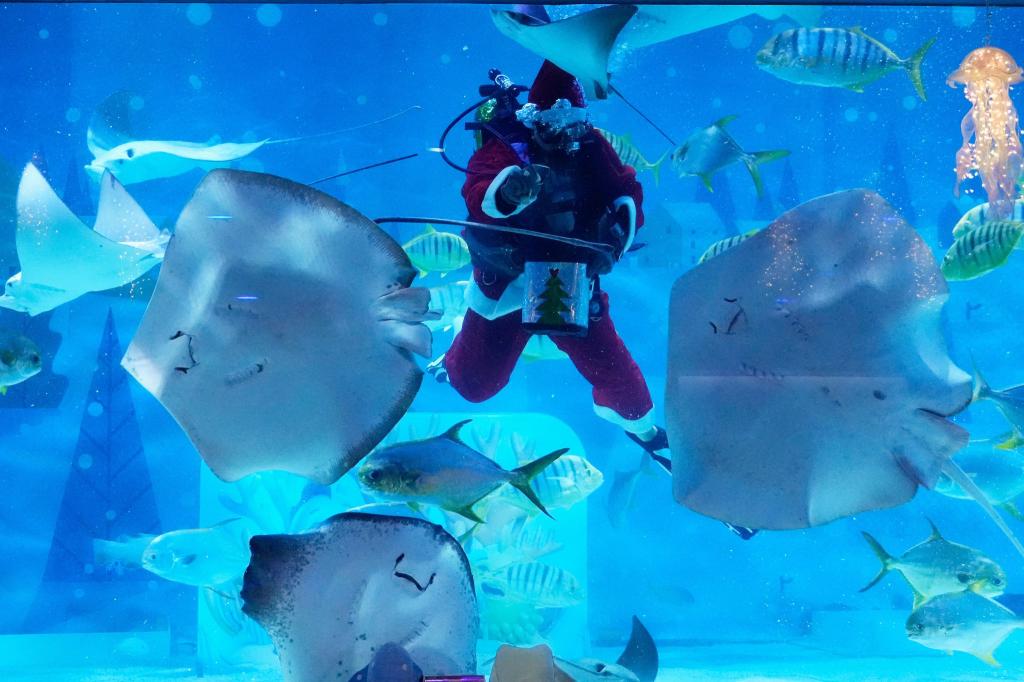 Ein Taucher im Weihnachtsmannkostüm füttert Fische im Coex Aquarium im südkoreanischen Seoul. - Foto: Ahn Young-joon/AP/dpa