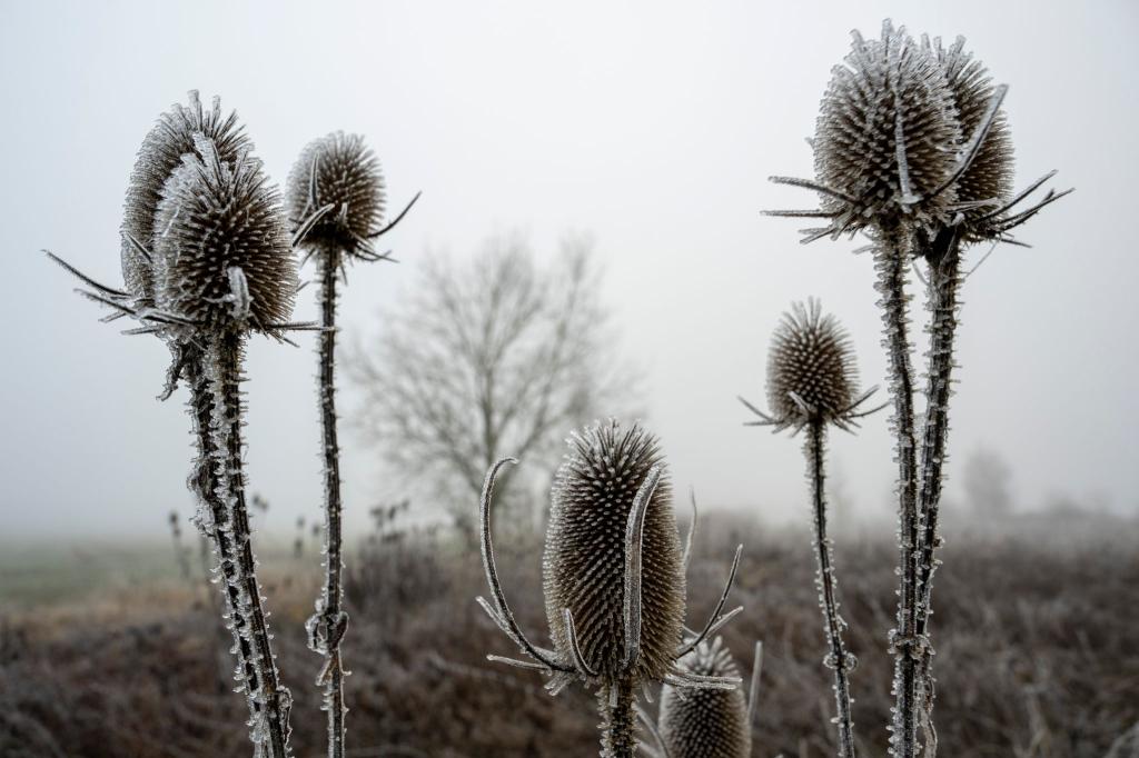 «Zunehmend winterlich kalt», lautet die Vorhersage des Deutschen Wetterdiensts (DWD) für die nächsten Tage. - Foto: Stefan Puchner/dpa