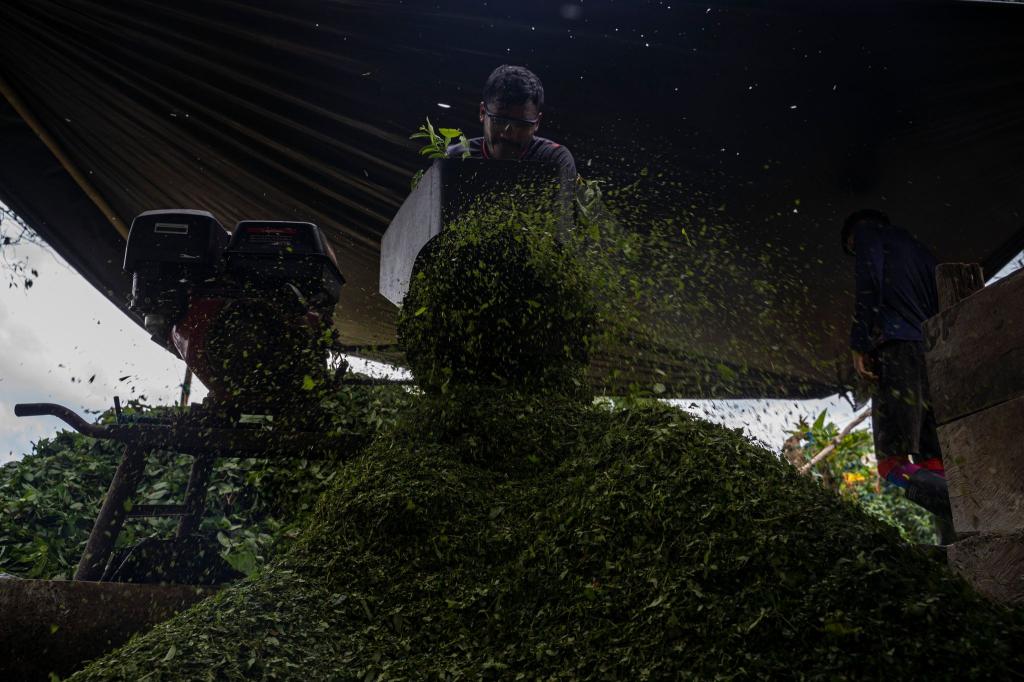 Kolumbien ist der größte Kokainproduzent der Welt. (Archivbild) - Foto: Edinson Arroyo/dpa