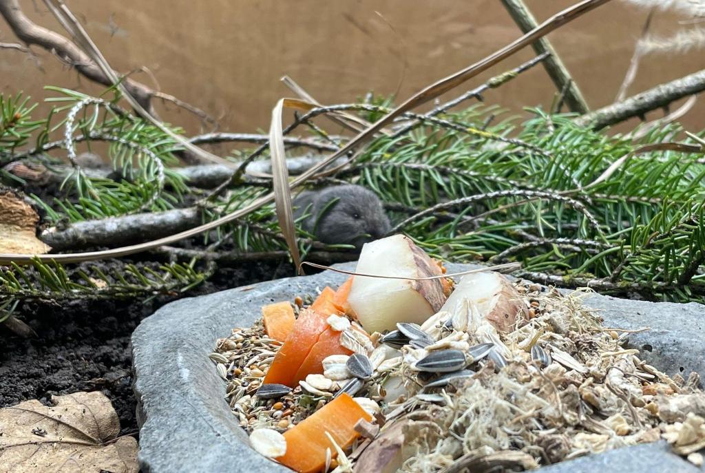 Die Geburt des Jungtiers feiert der Tierpark als Zuchterfolg. - Foto: Tierpark Hellabrunn/dpa
