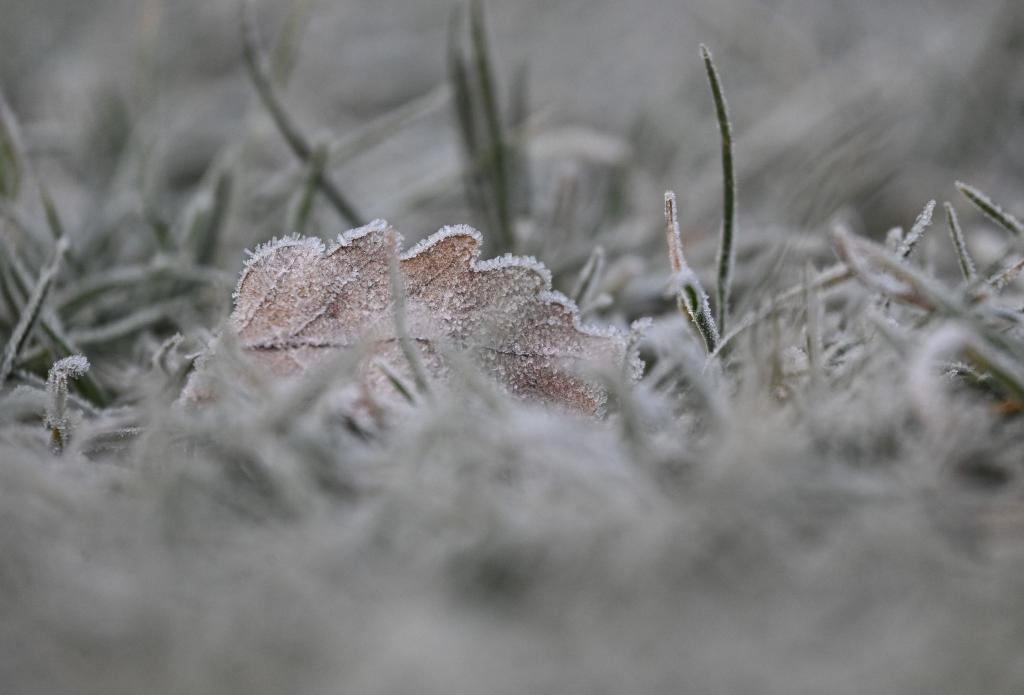 Vielerorts bleibt es schneefrei an Weihnachten - aber es kann Reif geben. - Foto: Marijan Murat/dpa