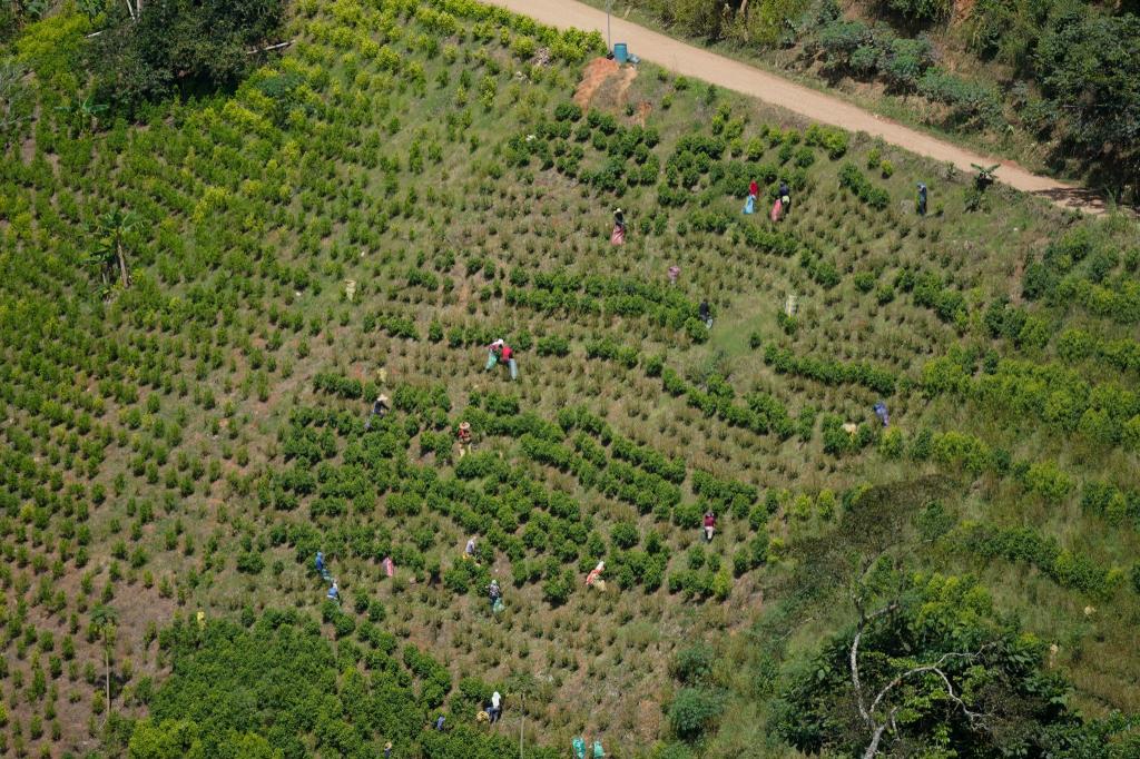 Kolumbien ist der größte Kokainproduzent der Welt. (Archivbild) - Foto: Fernando Vergara/AP