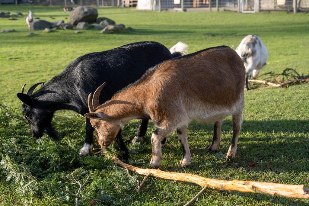 Eine Ziege brachte im Sommer 2023 im Vogelpark Marlow eine Urlauberin aus Sachsen-Anhalt zu Fall. Um Folgekosten etwa für die Behandlung der Frau wurde vor Gericht gestritten. (Archivbild) - Foto: Stefan Sauer/dpa