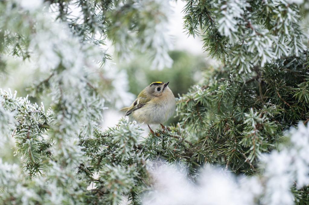 Frostig - aber wenig Aussicht auf Schnee. - Foto: Silas Stein/dpa
