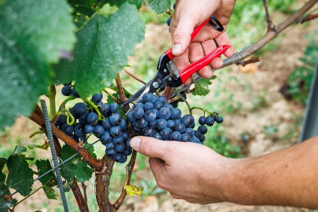 Bauernpräsident Joachim Rukwied sagt, der Weinbau sei in der größten Krise seit Jahrzehnten.(Archivbild) - Foto: Lando Hass/dpa