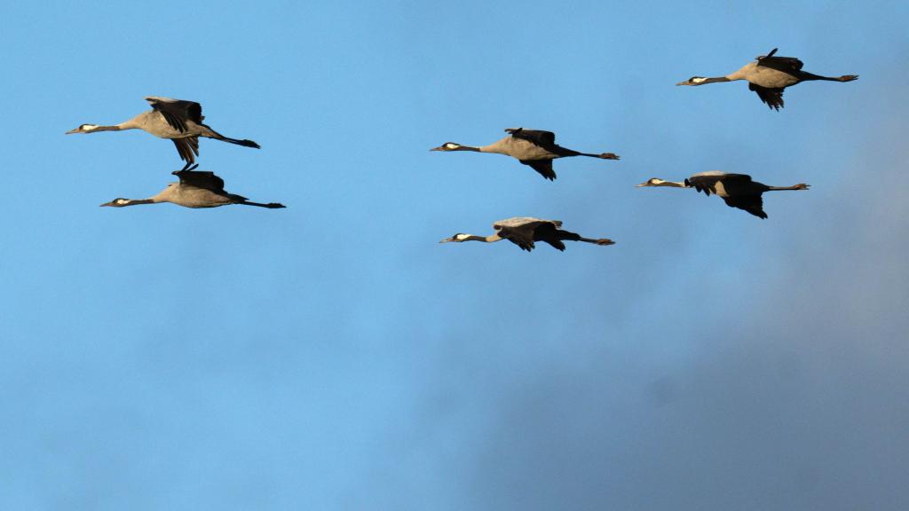 Winterflucht: Tausende Kraniche sind erst jetzt gen Süden losgezogen. (Symbolbild) - Foto: Sina Schuldt/dpa