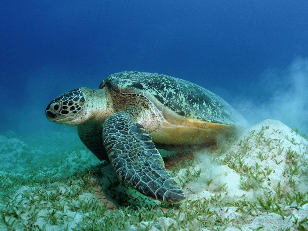 Auch die Grünen Meeresschildkröten gehören WWF zufolge zu den Gewinnern des Jahres. - Foto: Philipp Kanstinger/WWF /dpa