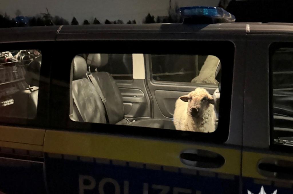 Die Polizei sperrt das entlaufene Schaf in den Streifenwagen. - Foto: Polizeipräsidium Konstanz/dpa