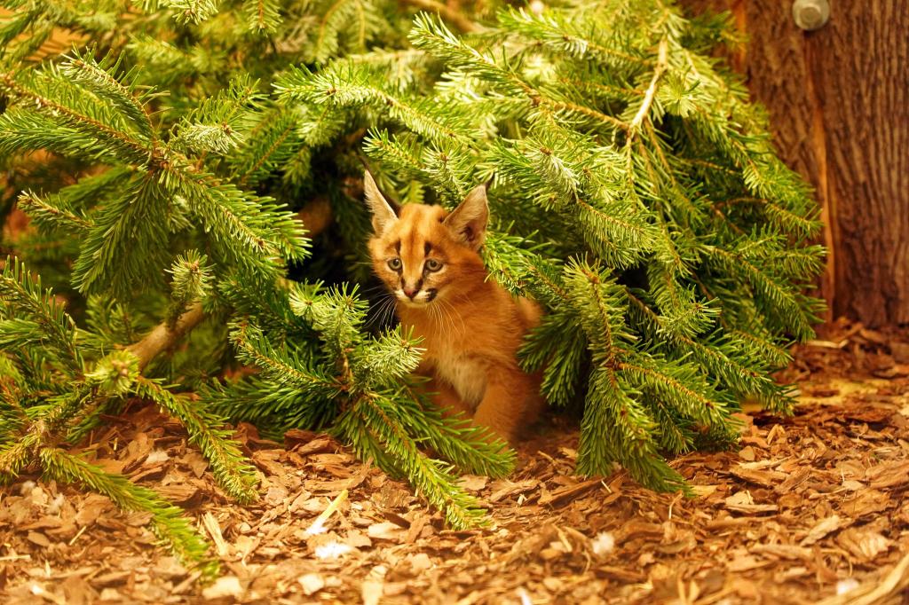 Das Karakal-Jungtier Karlos kam im November zur Welt. (Handout) - Foto: -/ Zoo Dresden/dpa