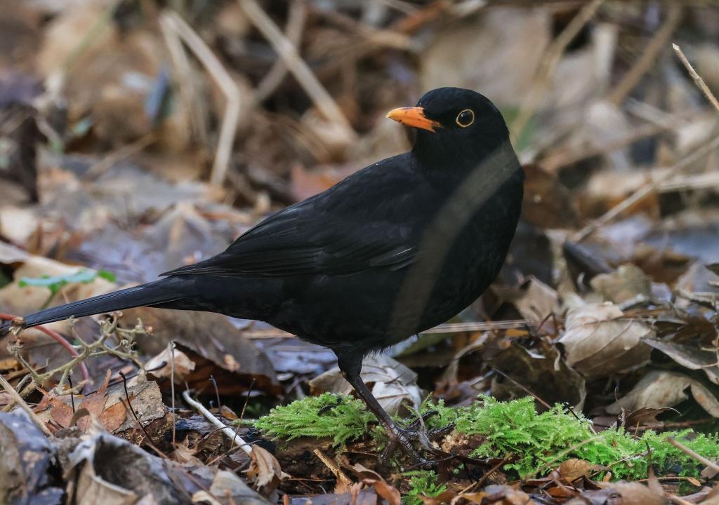Die Amsel ist ein häufiger Gast in Gärten, doch mancherorts zeigt sie sich seltener. (Symbolbild) - Foto: Oliver Berg/dpa
