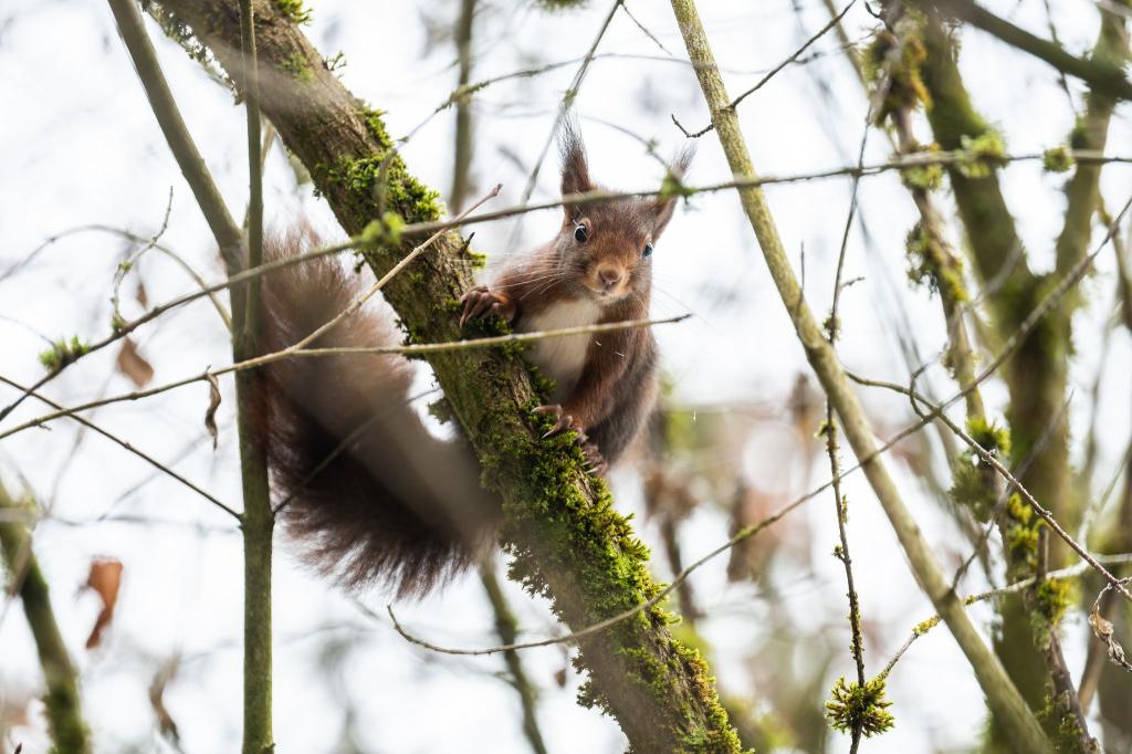 Eichhörnchen kommen im Winter oft nicht an ihre Vorräte heran. (Archivbild) - Foto: Silas Stein/dpa