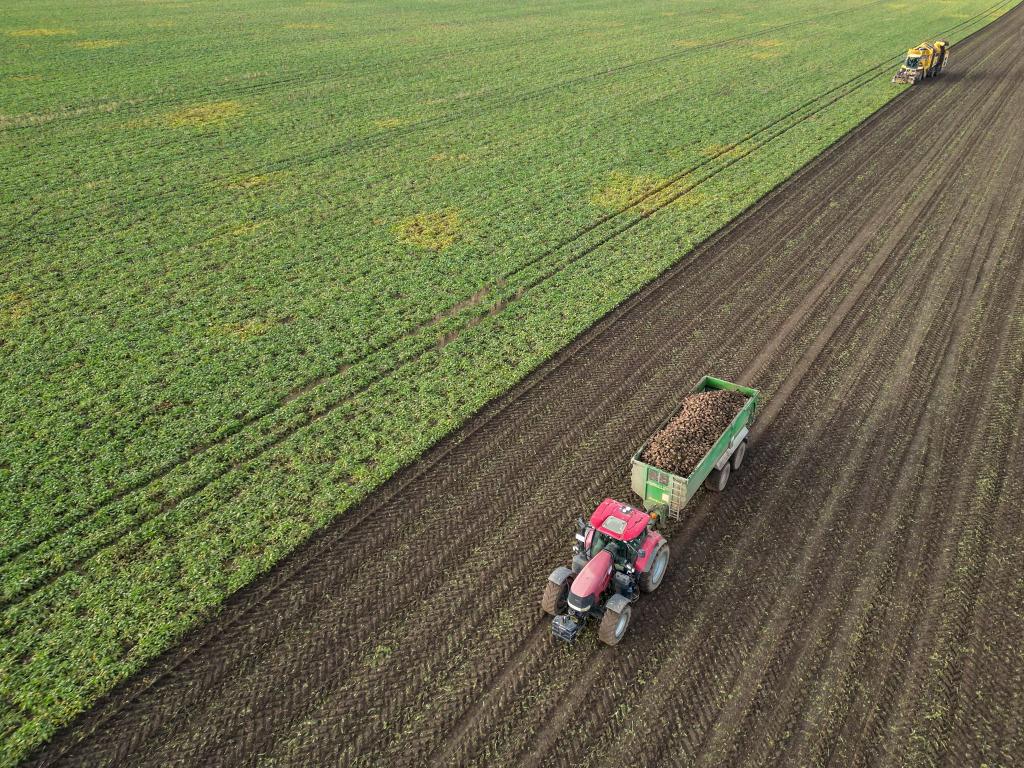 Die Preise für viele Agrarprodukte sind derzeit unter Druck. (Archivbild) - Foto: Jan Woitas/dpa
