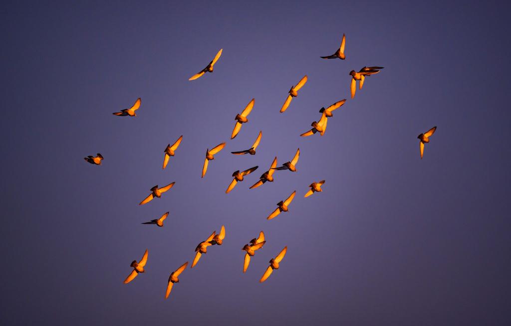 Im Licht der Morgensonne leuchten die Flügel von Tauben, die am Himmel über der Stadt Cottbus fliegen. - Foto: Patrick Pleul/dpa