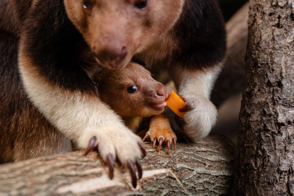 Ein seltenes Baumkänguru-Baby macht gerade seine ersten Erfahrungen mit der Außenwelt. - Foto: -/Chester Zoo/dpa