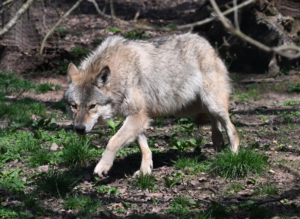Der Wolf ist zurück in Deutschland - was längst nicht jeden freut. (Archivbild) - Foto: Bernd Weißbrod/dpa