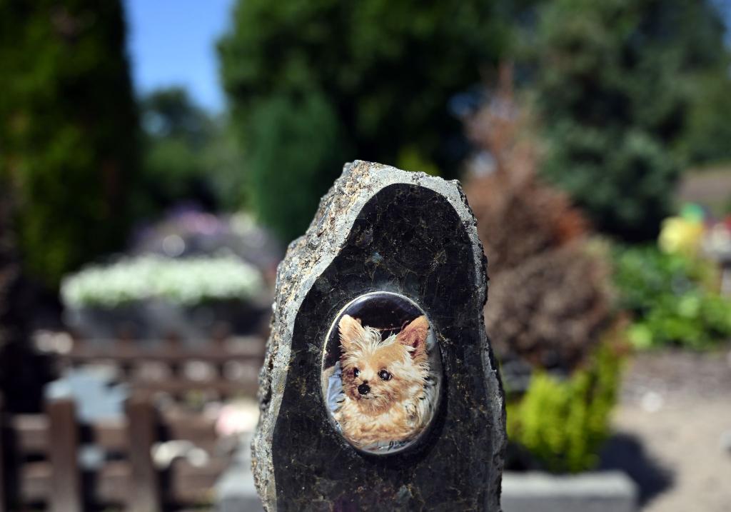 Auf einem Tierfriedhof liegen viele geliebte Haustiere begraben. - Foto: Soeren Stache/dpa