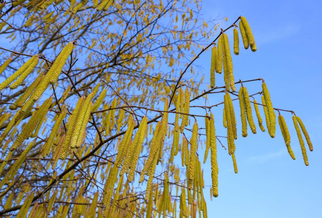Pollen sind die häufigsten Auslöser allergischer Atemwegserkrankungen. - Foto: Patrick Pleul/dpa