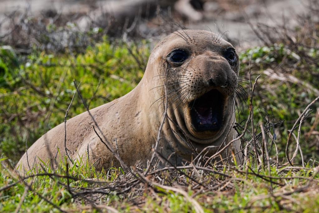 Ein weiblicher See-Elefant gähnt am Strand des Año Nuevo State Parks. - Foto: Godofredo A. Vásquez/AP/dpa