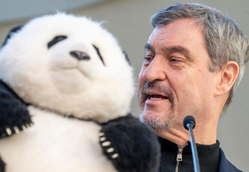 Noch hat Söder (r) nur einen Plüschbären in seinem Büro, doch spätestens 2028 soll es echte Tiere in München geben. - Foto: Peter Kneffel/dpa