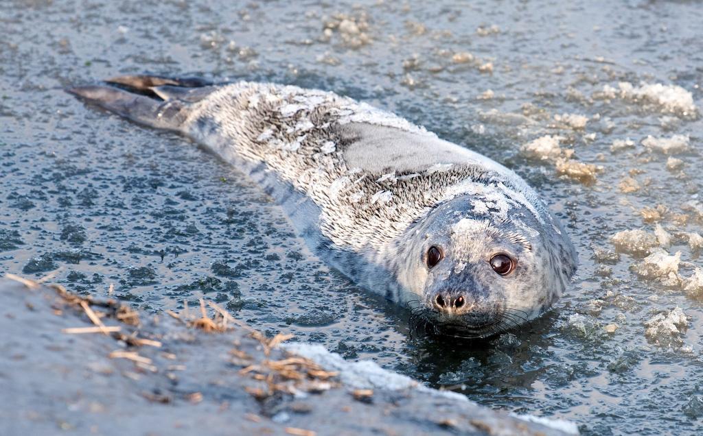 Kegelrobbe "Molly" schwimmt nach ihrer Auswilderung im teils gefrorenen Wasser der Nordsee bei Friedrichskoog, - Foto: Daniel Bockwoldt/dpa