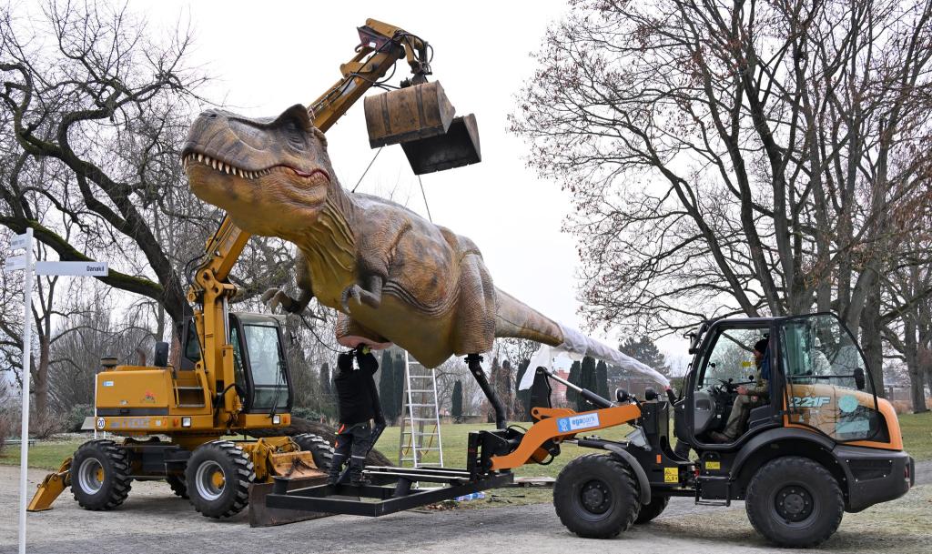 Dino am Haken: Die Nachbildung eines Tyrannosaurus Rex wird für die Ausstellung 