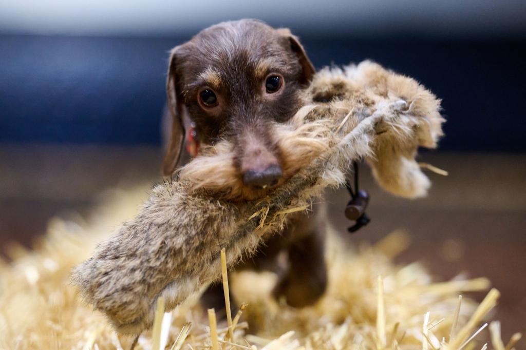 Dackel Bosse beim Presserundgang - Foto: Bernd Thissen/dpa