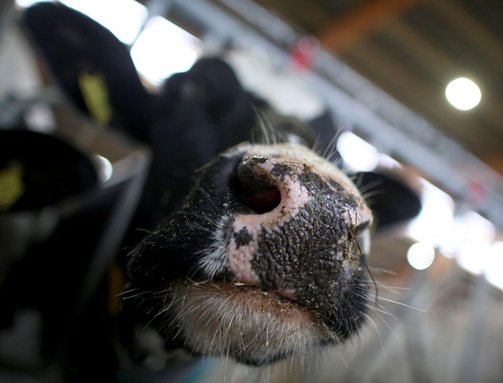 Erstmals sind in Europa bei einer Kuh Antikörper gegen die Vogelgrippe festgestellt worden. (Symbolbild) - Foto: Oliver Berg/dpa