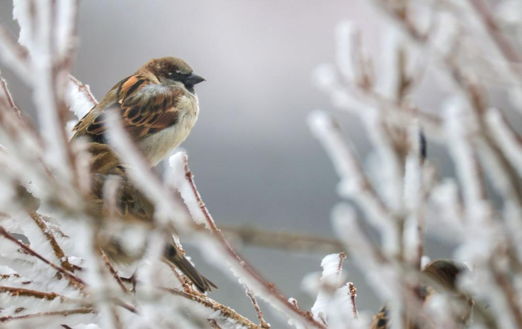 Trotz eines Rückgangs führt der Haussperling die Rangliste weiter an. - Foto: Thomas Warnack/dpa