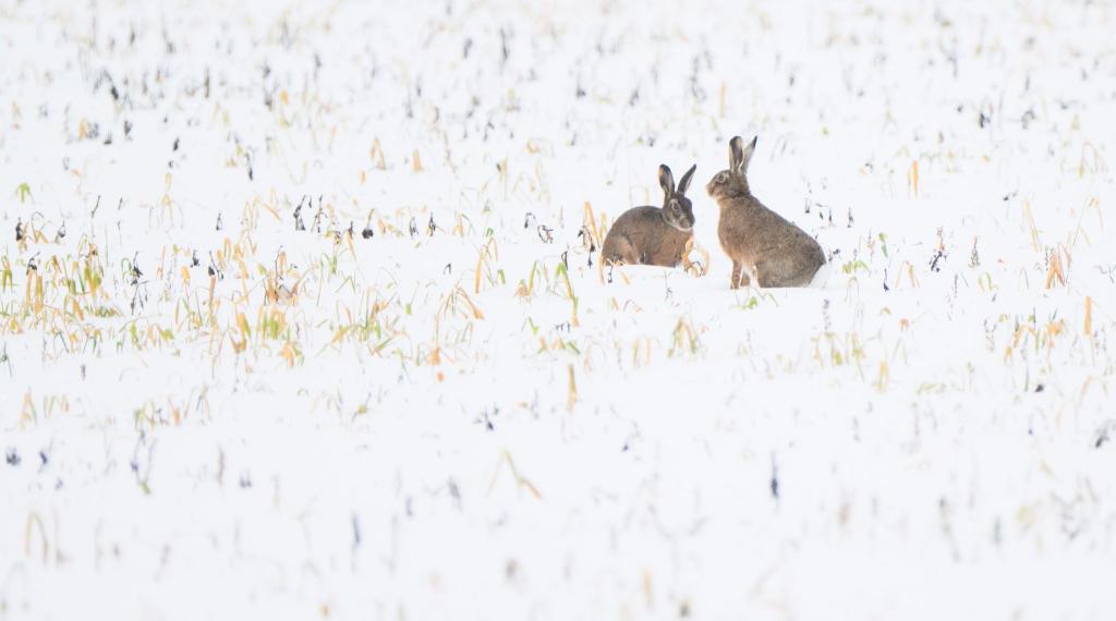 Trotz Schneefall war vor allem der Dezember nach Experteneinschätzung bislang zu trocken in Deutschland. (Symbolbild) - Foto: Julian Stratenschulte/dpa