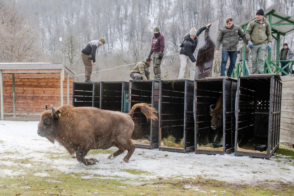 Schnell raus aus der Kiste - das Leben in Freiheit ist für die Tiere neu (Handoutbilder). - Foto: Emil Khalilov/Zoo Berlin/dpa